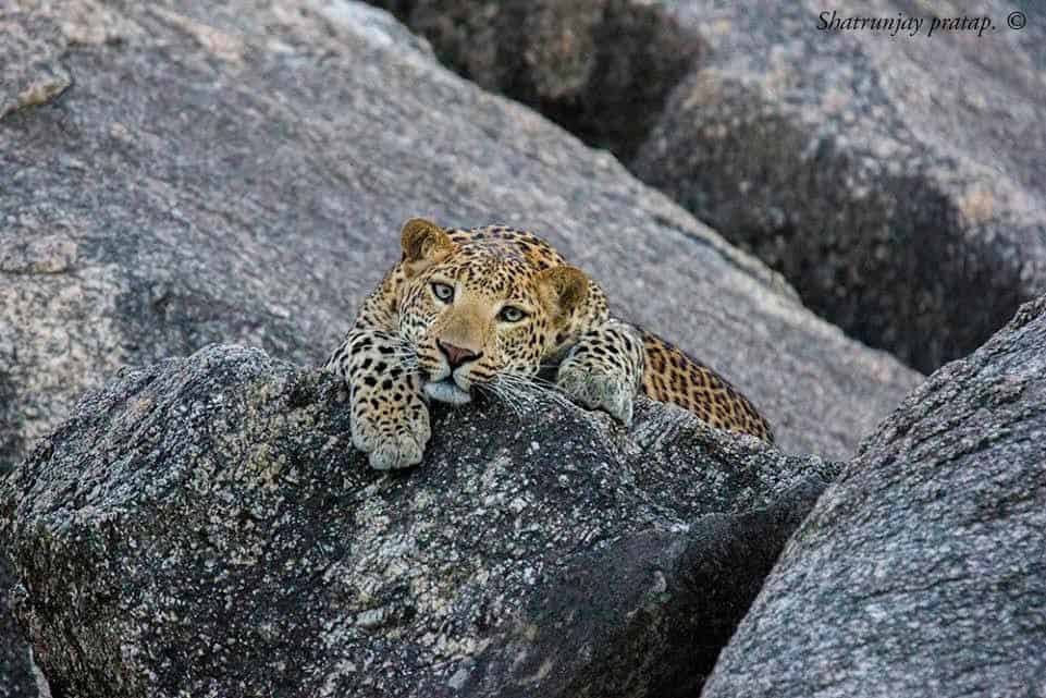 kumbhalgarh leopard safari